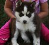 Siberian Husky puppies to great homes.