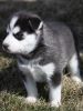 Gorgeous Siberian Husky Puppies Text(xxx) xxx-xxx3