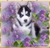 Lovely Face Siberians Husky Puppies