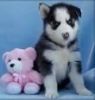 Home Raised Siberians Husky Puppies (xxx) xxx-xxx6