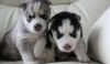 Siberians Husky Puppies For Homes (xxx) xxx-xxx6