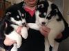 Akc Register Siberian Husky Puppies