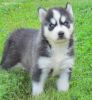 Siberians Husky puppies Available for Re-homing