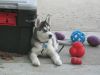 Two Top Class husky Puppies Available