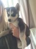 Affordable Siberian Husky puppies for good home