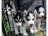 Adorable blue eyes Siberian huskies pups