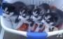 Sjbsjdh Blue Eyes Siberian Husky Puppies Available