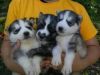 Male and female Siberian husky puppies available