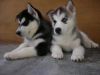 blue eyes Siberian Husky puppies
