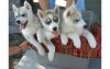 (xxxxxxxxxx)quality Xmas Siberian Husky Puppies