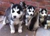 Adorable Husky Puppies