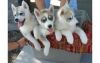 Merry X-mass Siberian Husky Puppies(xxx)xxx-xxxx