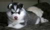 Sweet Siberian Husky puppies available!