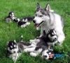 Fine Siberian Husky Puppies For Adoption