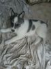 Sweet Siberian Husky Puppies. (xxx) xxx-xxx6