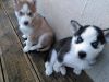 Charming blue-eyes siberian huskies for adoption