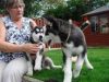Siberian husky puppies for your good family