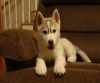 Male and Female Siberian Husky puppies