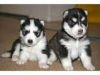 Siberian Husky Puppies For Adoption