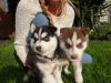 Purebred Siberian husky puppies available.