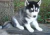 M/F husky puppies for sale