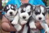 Better Siberian Husky puppies