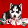 Perfect Christmas Husky Pups Text Us