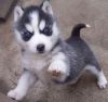 Cute and lovely blue eye siberian husky puppies