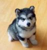 Affectionate Siberian Husky puppies available