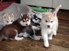 Male female Sweet Husky Puppies Available