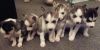 Potty trained Siberian Husky Puppies ready