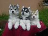 Lovely male and female siberian husky puppies