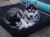 Two Healthy Siberian Husky puppies now ready