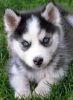2 Siberian Husky With Akc Reg Papers