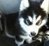 Adorable and loving Siberian Husky puppies