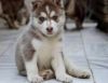 Beautiful Huskies Pups for adoption