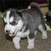 Quality siberians huskys Puppies for a good home