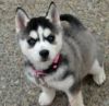 cute siberian husky puppies ready for a good home