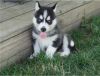 Purebred Blue Eye Siberian Husky Puppies Available
