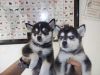 3 Siberian Husky Puppies