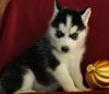 Handsome Siberian Husky Puppiestext : xxx-xxx-xxxx