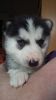 Toy Husky Puppies For Adoption........