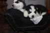 Sweet Siberian Husky Puppies For Any Home