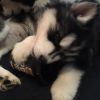 available Husky Puppies for adoption