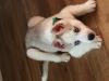 new home Siberian Husky puppies
