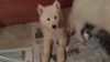 Akc Siberian Husky Puppy For Sale