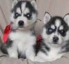Malamute Puppies For Adoption