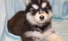 Akc Lena Siberian Husky puppies for sale