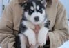 cute Siberia.n husky . .puppies