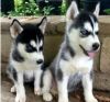 Akc registered Siberian Husky puppies for adoption